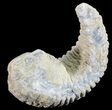 Cretaceous Fossil Oyster (Rastellum) - Madagascar #54435-1